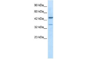 WB Suggested Antibody Titration:  0. (GATA3 anticorps  (C-Term))