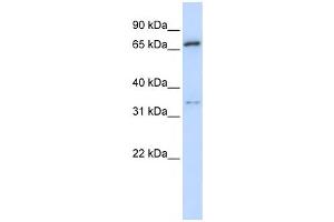 Western Blotting (WB) image for anti-Tripartite Motif Containing 23 (TRIM23) antibody (ABIN2457927) (TRIM23 anticorps)