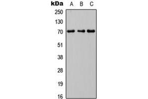 Western blot analysis of INPP5J expression in HEK293T (A), Raw264. (INPP5J anticorps  (C-Term))