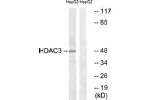 Western blot analysis of extracts from HepG2 cells, using HDAC3 (Ab-424) Antibody. (HDAC3 anticorps  (AA 379-428))