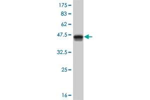 Western Blot detection against Immunogen (37.