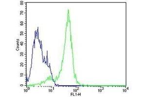Neuro-2a cells probed with Rabbit Anti-Nestin Polyclonal Antibody  Alexa Fluor 488 Conjugated Secondary Antibody.
