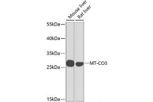 Western blot analysis of extracts of various cell lines using MT-CO3 Polyclonal Antibody at dilution of 1:1000.