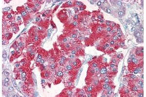 ABIN5855385 (5 µg/ml) staining of paraffin embedded Human Pancreas.