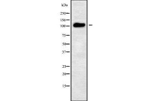 Western blot analysis of ATP2C2 using LOVO whole cell lysates (ATP2C2 anticorps  (Internal Region))