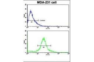 Flow cytometric analysis of MDA-231 cells using TI Antibody (N-term)(bottom histogram) compared to a negative control cell (top histogram). (TIMP1 anticorps  (N-Term))