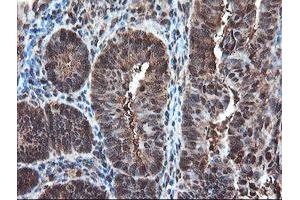 Image no. 13 for anti-Proteasome Subunit alpha 6 (PSMA6) antibody (ABIN1500465)