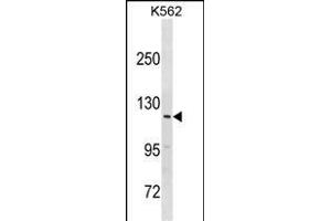 HERC3 Antibody (N-term) (ABIN1881409 and ABIN2838627) western blot analysis in K562 cell line lysates (35 μg/lane). (HERC3 anticorps  (N-Term))
