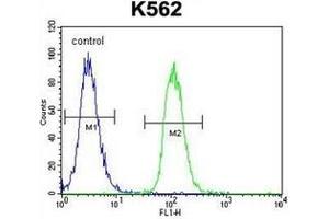 Flow cytometric analysis of K562 cells using  MITF Antibody (N-term) Cat. (MITF anticorps  (N-Term))