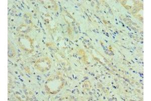 Immunohistochemistry of paraffin-embedded human kidney tissue using ABIN7147353 at dilution of 1:100