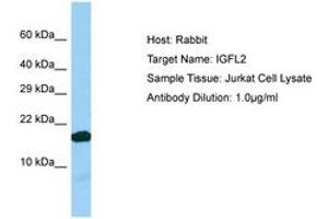 Image no. 1 for anti-IGF-Like Family Member 2 (IGFL2) (C-Term) antibody (ABIN6750193) (IGFL2 anticorps  (C-Term))