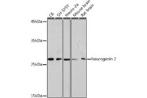 Western blot analysis of extracts of various cell lines, using Neurogenin 2 Rabbit mAb (ABIN7268869) at 1:1000 dilution. (Neurogenin 2 anticorps)
