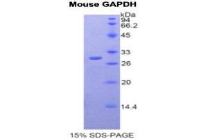SDS-PAGE (SDS) image for Glyceraldehyde-3-Phosphate Dehydrogenase (GAPDH) (AA 56-284) protein (His tag) (ABIN1877751)