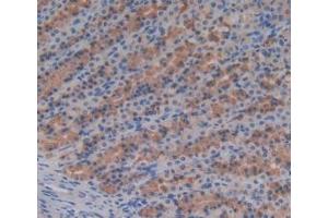 Detection of CBG in Rat Stomach Tissue using Monoclonal Antibody to Corticosteroid Binding Globulin (CBG)