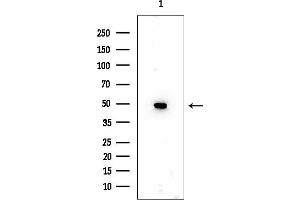 Western blot analysis of lysates from Rat lung, using CFH Mouse Monoclonal Antibody at 1/1000 dilution.