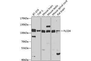 Western blot analysis of extracts of various cell lines, using PLCD4 antibody (ABIN6129075, ABIN6145753, ABIN6145755 and ABIN6223813) at 1:1000 dilution. (PLCD4 anticorps  (AA 1-290))