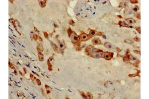 Immunohistochemistry of paraffin-embedded human placenta tissue using ABIN7168384 at dilution of 1:100