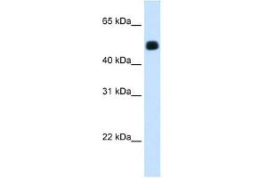 HMGCS2 antibody used at 1.
