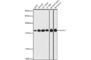 Western blot analysis of extracts of various cell lines, using UCHL1 antibody (ABIN7271131) at 1:1000 dilution. (UCHL1 anticorps  (AA 1-220))