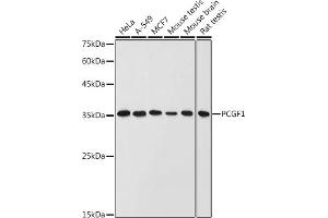 Western blot analysis of extracts of various cell lines, using PCGF1 antibody (ABIN6129080, ABIN6145307, ABIN6145308 and ABIN6221952) at 1:1000 dilution. (PCGF1 anticorps  (AA 20-259))