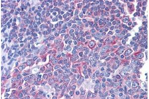 Anti-RPS17 antibody IHC staining of human tonsil.