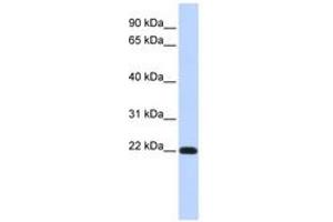 anti-FXYD Domain Containing Ion Transport Regulator 5 (FXYD5) (AA 108-157) antibody