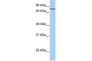 LCA5 antibody used at 1 ug/ml to detect target protein. (LCA5 anticorps  (N-Term))