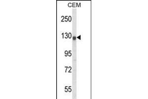 Western blot analysis of KCNH2 Antibody (Center) (ABIN652759 and ABIN2842499) in CEM cell line lysates (35 μg/lane). (KCNH2 anticorps  (AA 861-888))