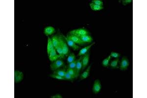 Immunofluorescence staining of HepG2 cells with ABIN7148987 at 1:133, counter-stained with DAPI.