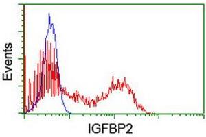 Flow Cytometry (FACS) image for anti-Insulin-Like Growth Factor Binding Protein 2, 36kDa (IGFBP2) antibody (ABIN1498827) (IGFBP2 anticorps)
