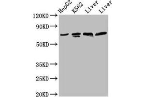 Western Blot Positive WB detected in: HepG2 whole cell lysate, K562 whole cell lysate, Rat liver tissue, Mouse liver tissue All lanes: PANX2 antibody at 4. (Pannexin 2 anticorps  (AA 370-470))