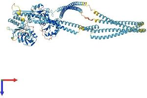 AlphaFold protein structure predicition of Mouse Recombinant Smc6 Protein, UniprotID Q924W5