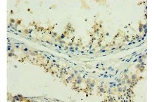 Immunohistochemistry of paraffin-embedded human testis tissue using ABIN7155386 at dilution of 1:100 (H2AFX anticorps  (AA 1-143))