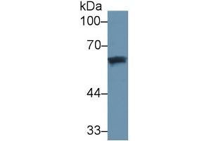 Mouse Capture antibody from the kit in WB with Positive Control: Human Lung lysate.