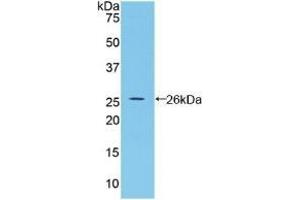 Detection of Recombinant BMP2, Rat using Polyclonal Antibody to Bone Morphogenetic Protein 2 (BMP2) (BMP2 anticorps  (AA 49-243))