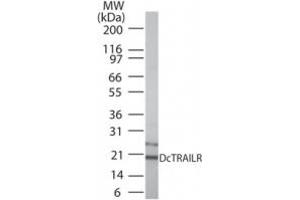 Western Blotting (WB) image for anti-Tumor Necrosis Factor Receptor Superfamily, Member 23 (TNFRSF10A/B) (AA 156-168) antibody (ABIN479805) (DcTrailR1 /2 anticorps  (AA 156-168))