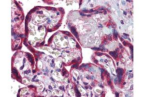 Anti-LTA4H antibody IHC of human placenta. (LTA4H anticorps  (AA 467-516))