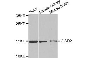 Western Blotting (WB) image for anti-CDGSH Iron Sulfur Domain 2 (CISD2) antibody (ABIN1876438) (CISD2 anticorps)