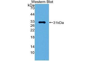 Western Blotting (WB) image for anti-GATA Binding Protein 1 (Globin Transcription Factor 1) (GATA1) (AA 42-292) antibody (ABIN1980405) (GATA1 anticorps  (AA 42-292))