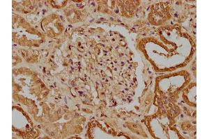 IHC image of ABIN7166241 diluted at 1:300 and staining in paraffin-embedded human kidney tissue performed on a Leica BondTM system. (UNC13B anticorps  (AA 12-215))