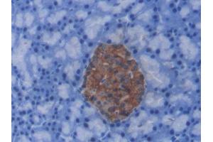DAB staining on IHC-P; Samples: Rat Pancreas Tissue) (C-Peptide anticorps)
