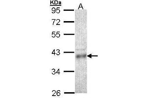 WB Image Sample (30 ug of whole cell lysate) A: HCT116 10% SDS PAGE antibody diluted at 1:1000 (CPOX anticorps)