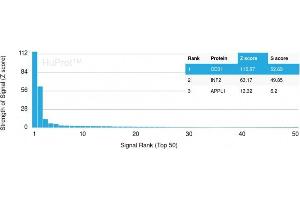 Analysis of Protein Array containing more than 19,000 full-length human proteins using CD31 Mouse Monoclonal Antibody (PECAM1/3529) Z- and S- Score: The Z-score represents the strength of a signal that a monoclonal antibody (MAb) (in combination with a fluorescently-tagged anti-IgG secondary antibody) produces when binding to a particular protein on the HuProtTM array.