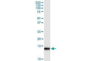Immunoprecipitation of ISG15 transfected lysate using anti-ISG15 MaxPab rabbit polyclonal antibody and Protein A Magnetic Bead , and immunoblotted with G1P2 purified MaxPab mouse polyclonal antibody (B01P) .