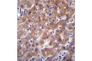 Immunohistochemistry analysis in formalin fixed and paraffin embedded human liver tissue reacted with IDO2 / INDOL1 Antibody (C-term) followed by peroxidase conjugation of the secondary antibody and DAB staining. (IDO2 anticorps  (C-Term))