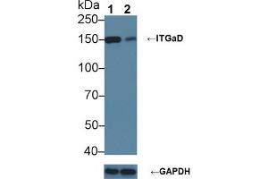 Knockout Varification: Lane 1: Wild-type 293T cell lysate; Lane 2: ITGaD knockout 293T cell lysate; Predicted MW: 128kDa Observed MW: 150kDa Primary Ab: 1µg/ml Rabbit Anti-Mouse ITGaD Antibody Second Ab: 0. (ITGAD anticorps  (AA 886-1106))
