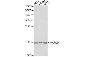 Western blot analysis of extracts of various cell lines, using MRPL54 antibody.