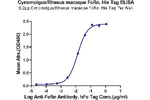 Immobilized Cynomolgus/Rhesus macaque FcRn, His Tag at 2 μg/mL (100 μL/well) on the plate.