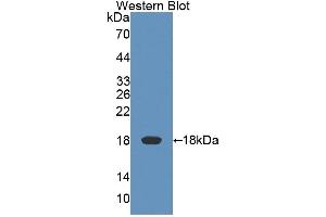 Detection of Recombinant KLRK1, Rat using Polyclonal Antibody to Killer Cell Lectin Like Receptor Subfamily K, Member 1 (KLRK1) (KLRK1 anticorps  (AA 75-215))