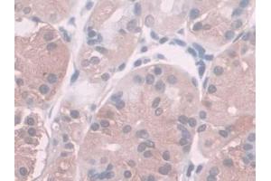 Detection of SPINT2 in Human Kidney Tissue using Polyclonal Antibody to Serine Peptidase Inhibitor Kunitz Type 2 (SPINT2)